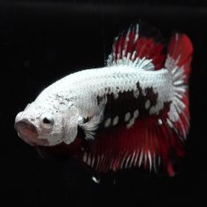 画像7: HMPK　キャンディサムライ (7)