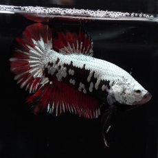 画像4: HMPK　キャンディサムライ (4)
