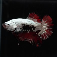 画像1: HMPK　キャンディサムライ (1)