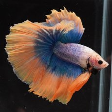 画像7: HM　イエローブルー (7)