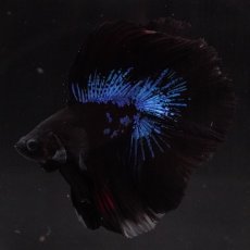 画像6: FM　ブルーブラック (6)