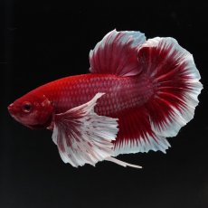画像6: HMPKダンボ　ラベンダーバタフライ (6)
