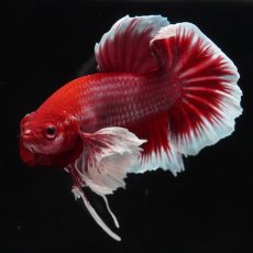 画像4: HMPKダンボ　ラベンダーバタフライ (4)