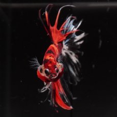 画像9: CT　キャンディ (9)