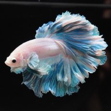 画像5: HM　ホワイトファンシー　ローズテール (5)