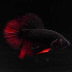 画像4: HMPK　レッドデビル (4)