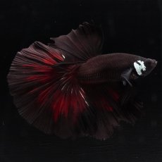 画像5: HM　レッドデビル (5)