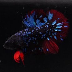 画像8: HMPK　ブラックスター (8)