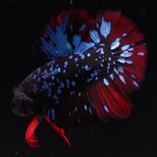 画像6: HMPK　ブラックスター (6)