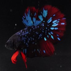 画像2: HMPK　ブラックスター (2)