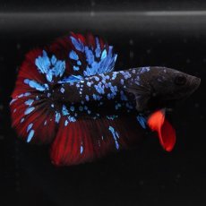 画像3: HMPK　ブラックスター (3)