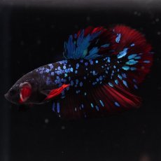 画像4: HMPK　ブラックスター (4)