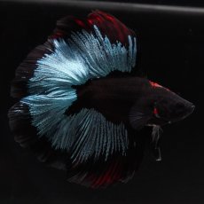 画像9: FM　ブルーブラック (9)