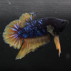 画像3: GHMPK　イエローブラックスター (3)