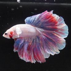 画像5: HM　ホワイトファンシー　ローズテール (5)