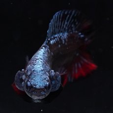 画像3: DTPK　ブラックスター (3)