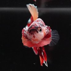 画像4: HMPK　キャンディ (4)