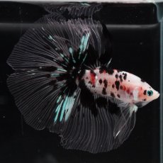 画像9: HM　鯉　クリアフィン (9)