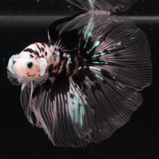 画像8: HM　鯉　クリアフィン (8)