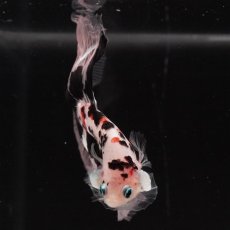 画像3: HM　鯉　クリアフィン (3)