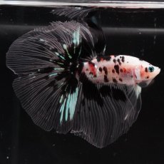 画像6: HM　鯉　クリアフィン (6)