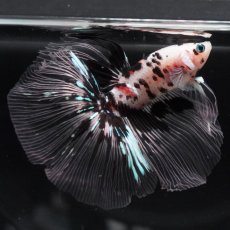 画像4: HM　鯉　クリアフィン (4)
