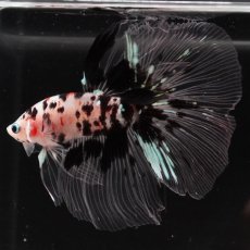 画像7: HM　鯉　クリアフィン (7)