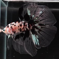画像2: HM　鯉　クリアフィン (2)
