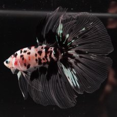 画像5: HM　鯉　クリアフィン (5)