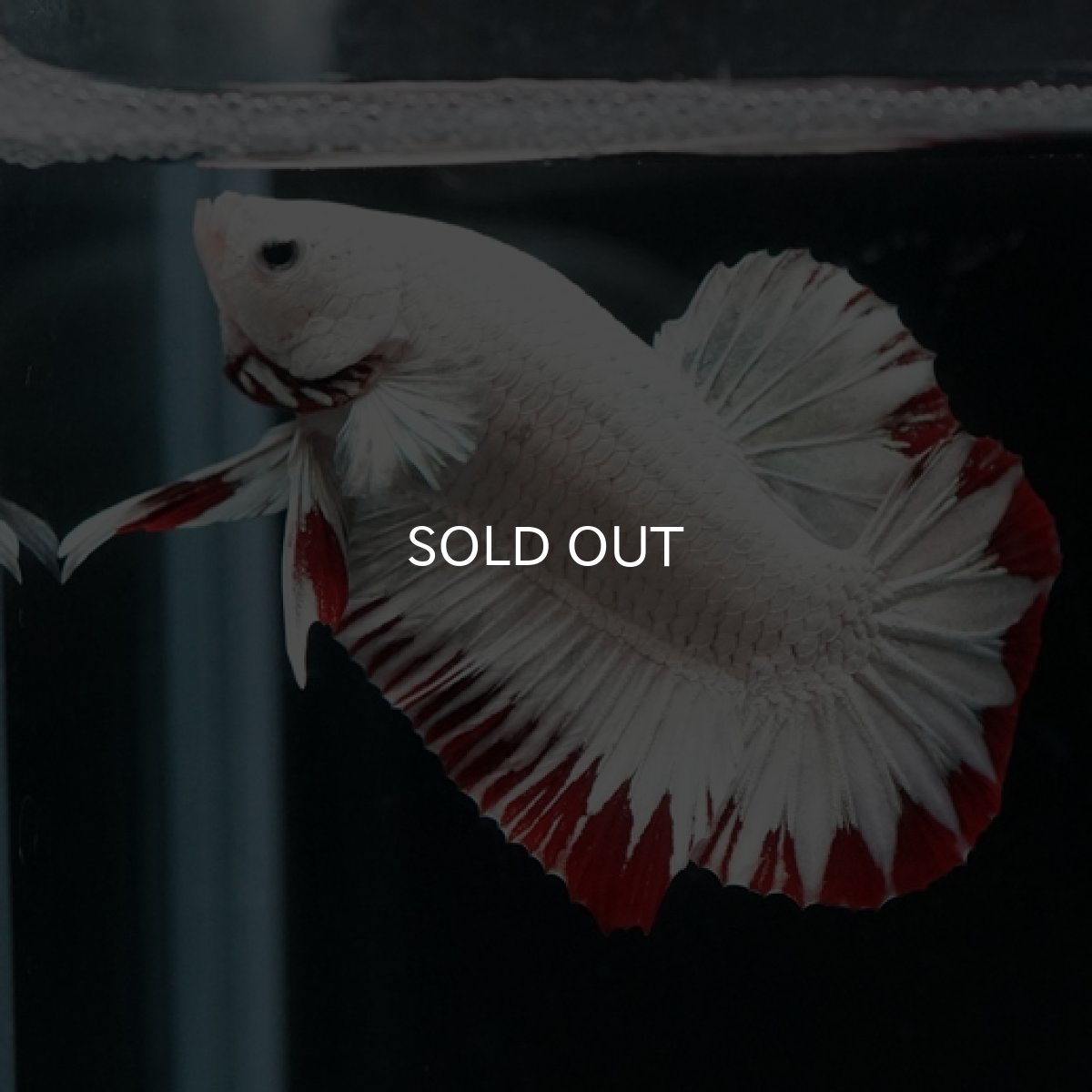 画像13: HMPK　プラチナレッドドラゴン　スノー (13)