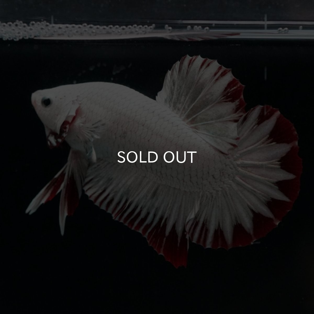 画像10: HMPK　プラチナレッドドラゴン　スノー (10)