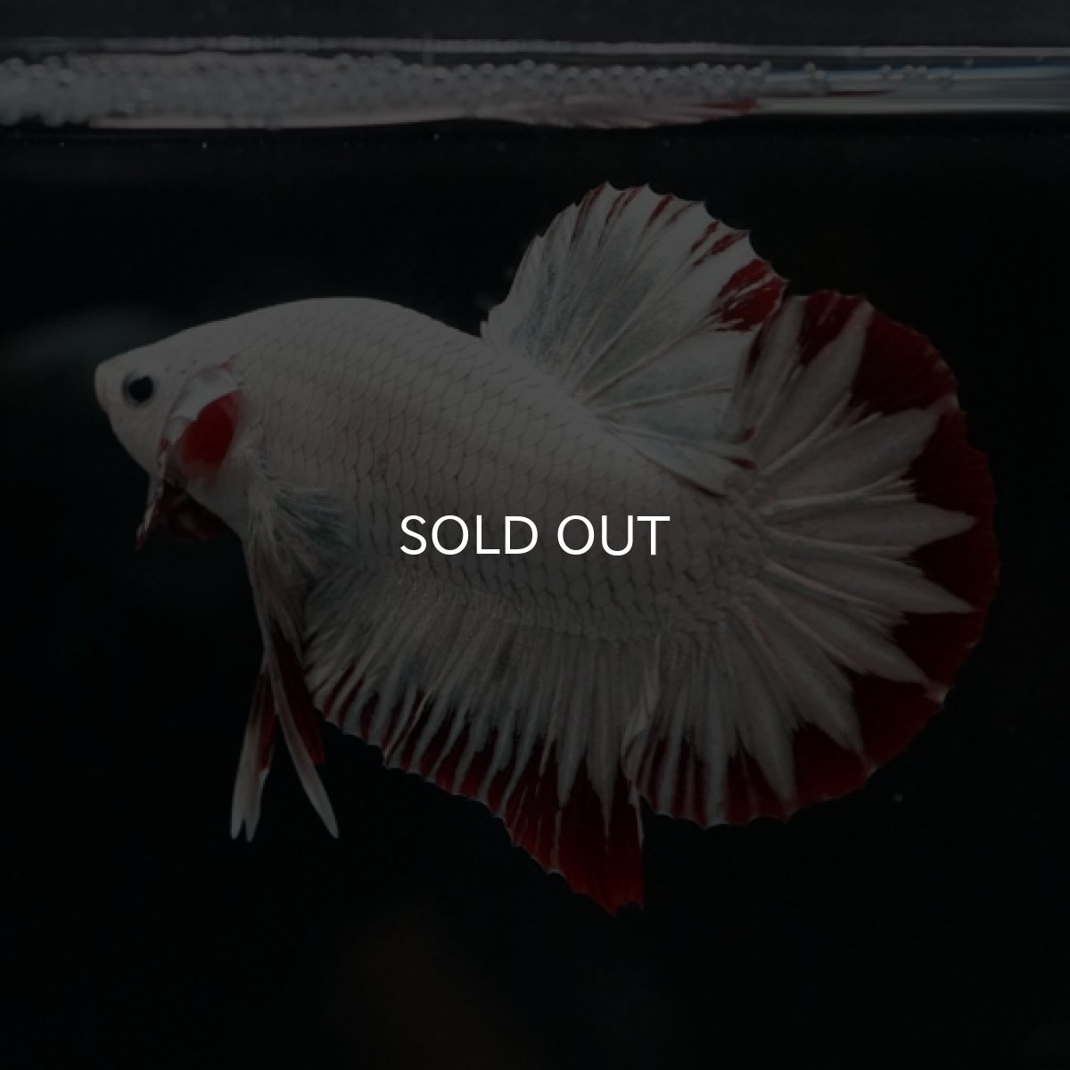 画像9: HMPK　プラチナレッドドラゴン　スノー (9)