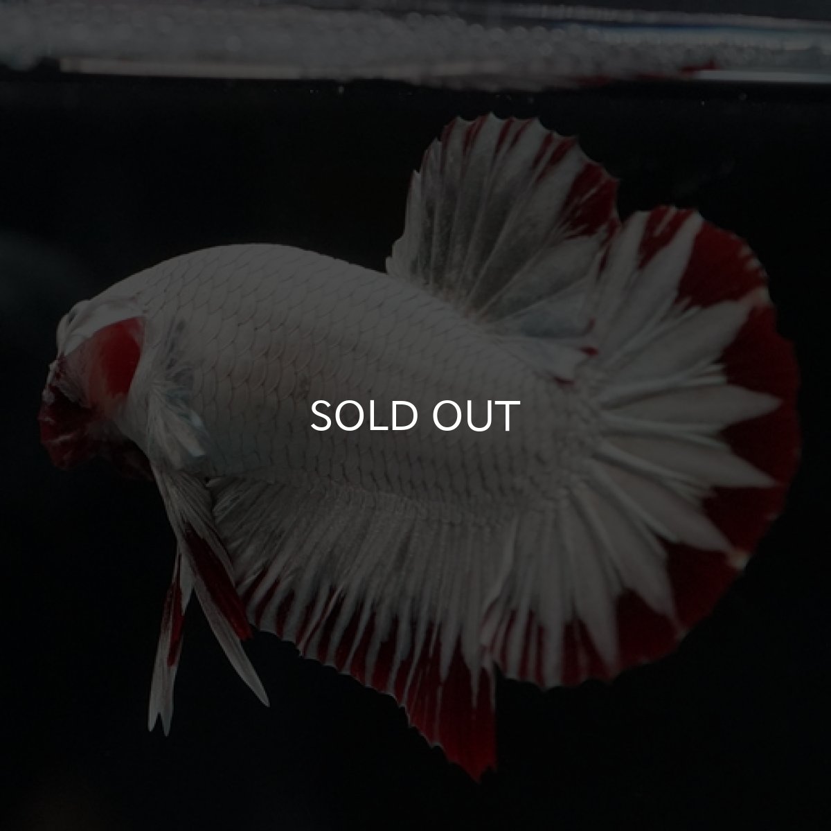 画像8: HMPK　プラチナレッドドラゴン　スノー (8)