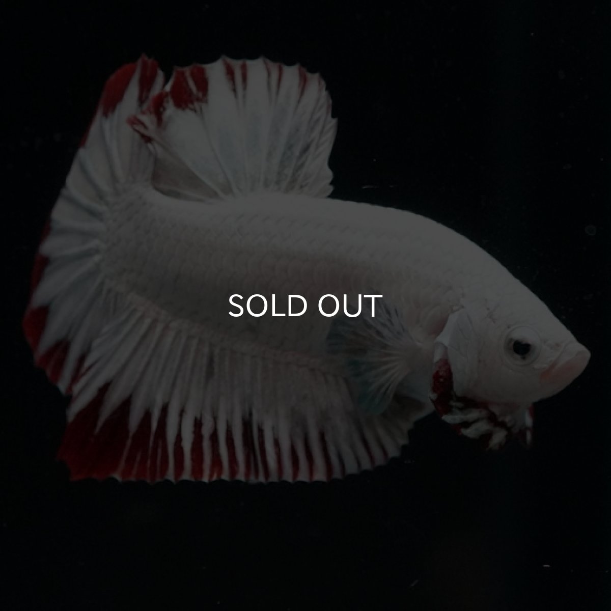 画像7: HMPK　プラチナレッドドラゴン　スノー (7)