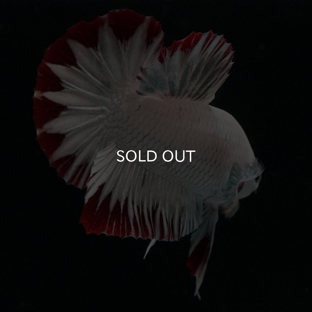 画像3: HMPK　プラチナレッドドラゴン　スノー (3)