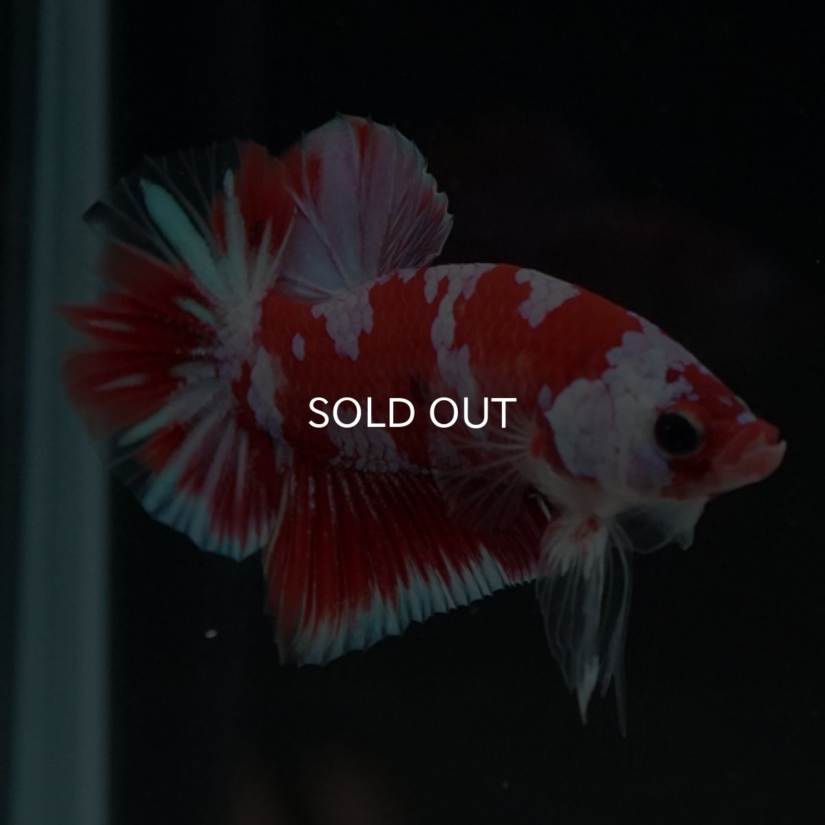 画像13: HMPK レッドギャラクシー 変わり柄 (13)