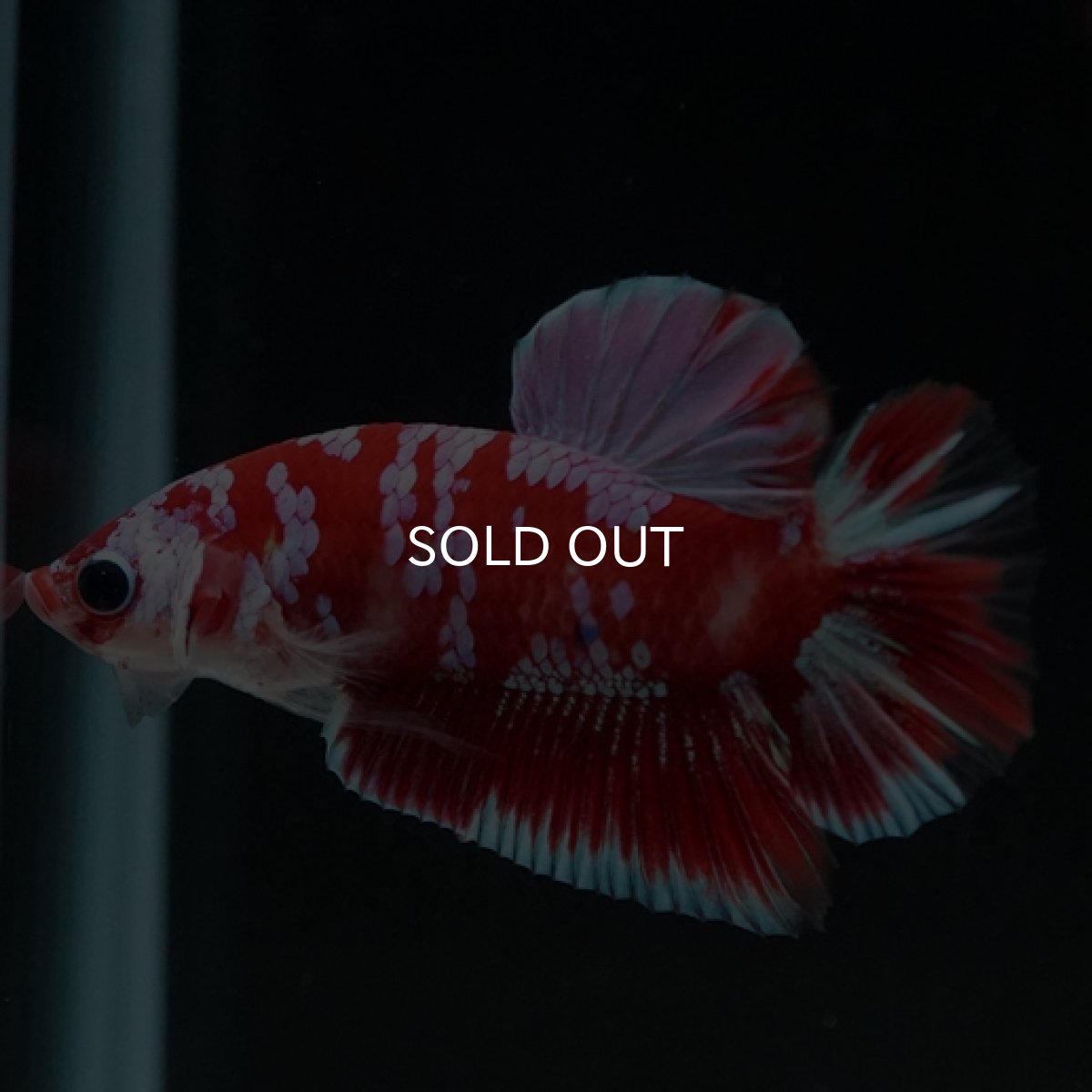 画像12: HMPK レッドギャラクシー 変わり柄 (12)