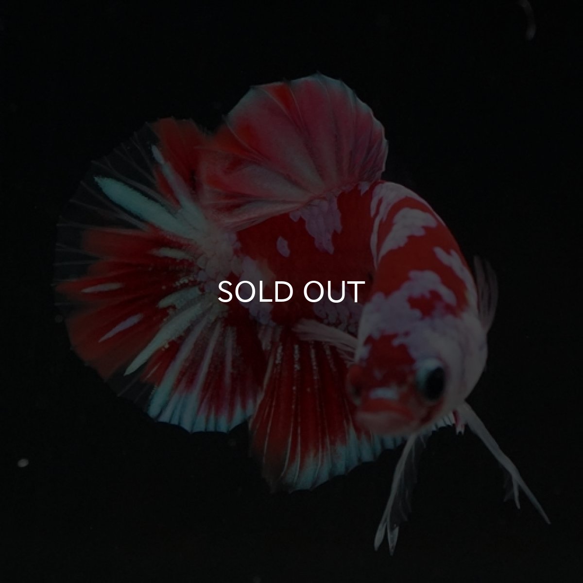 画像11: HMPK レッドギャラクシー 変わり柄 (11)