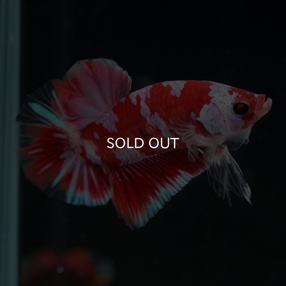 画像3: HMPK レッドギャラクシー 変わり柄 (3)