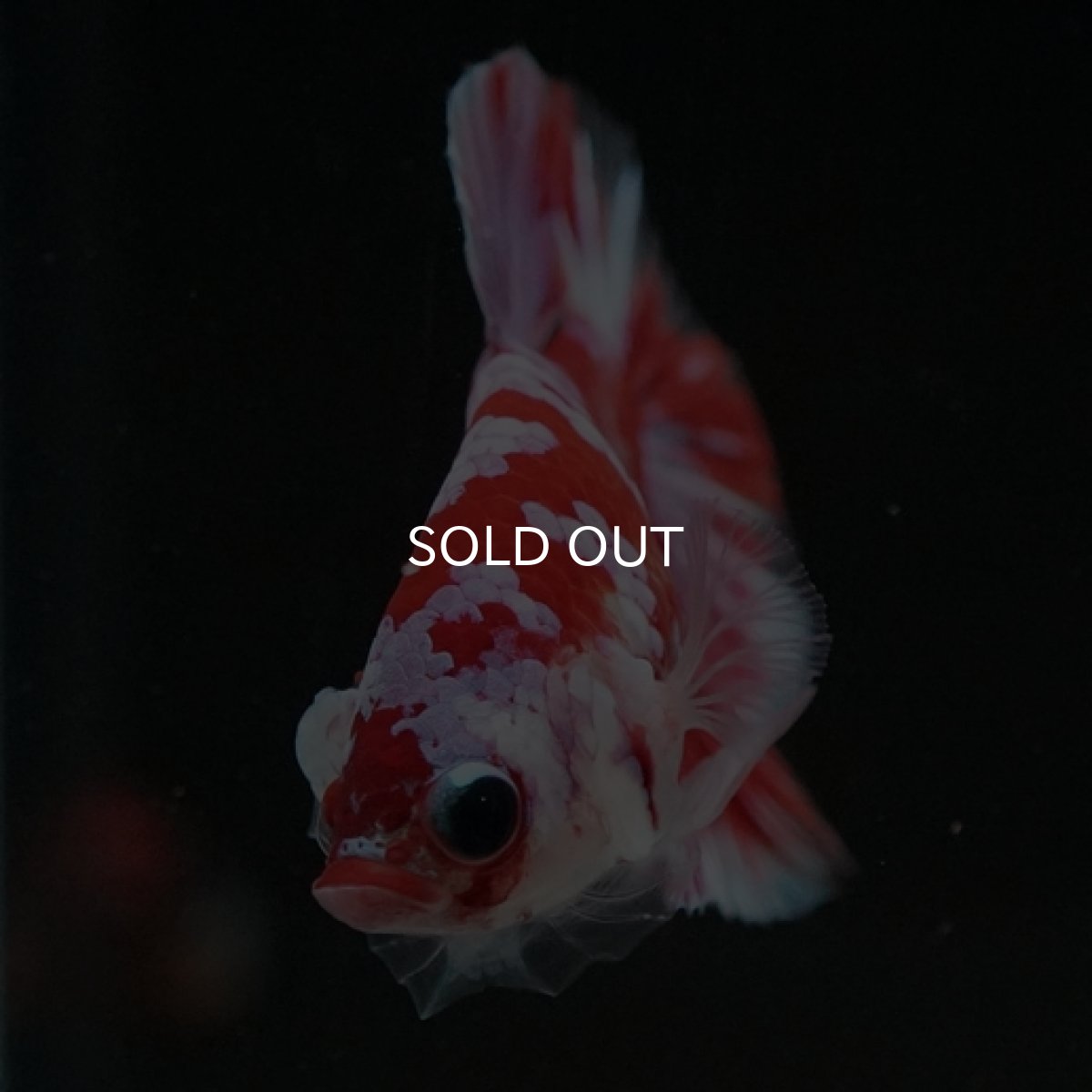 画像10: HMPK レッドギャラクシー 変わり柄 (10)