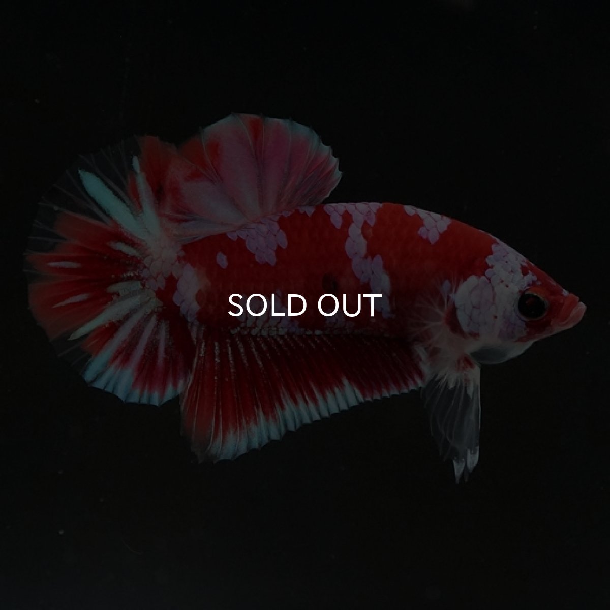 画像9: HMPK レッドギャラクシー 変わり柄 (9)