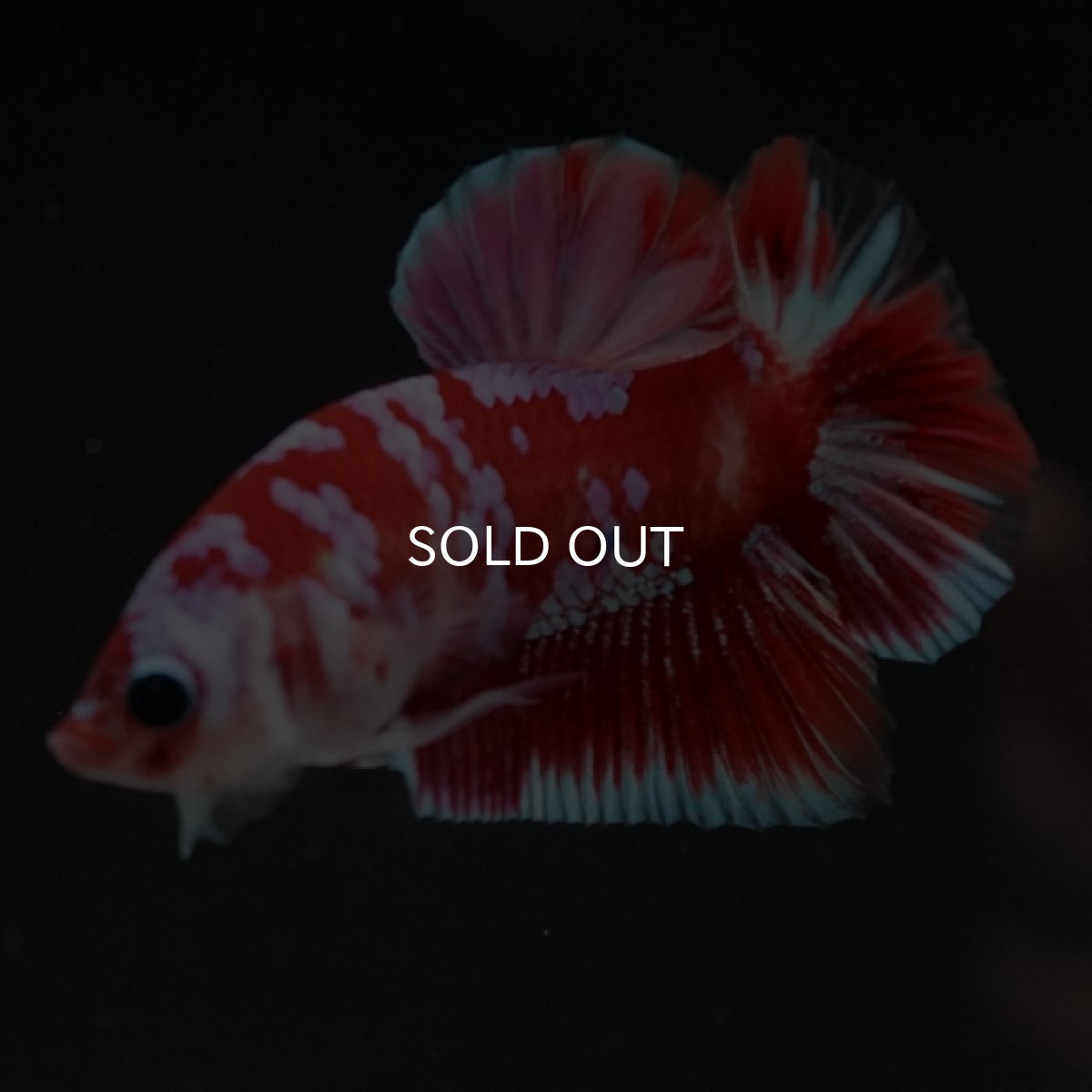 画像8: HMPK レッドギャラクシー 変わり柄 (8)