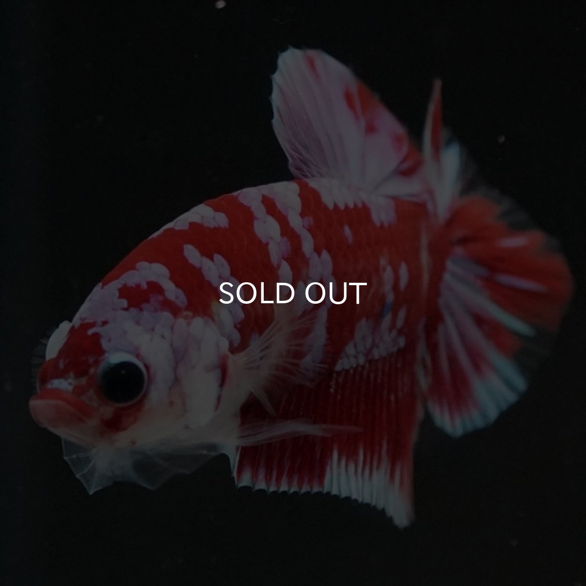 画像2: HMPK レッドギャラクシー 変わり柄 (2)