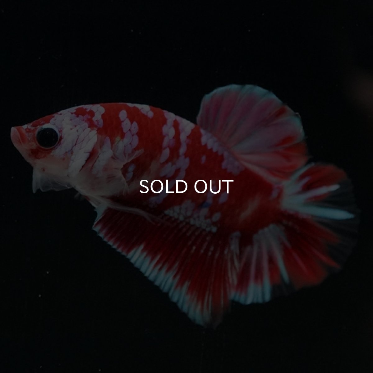 画像7: HMPK レッドギャラクシー 変わり柄 (7)