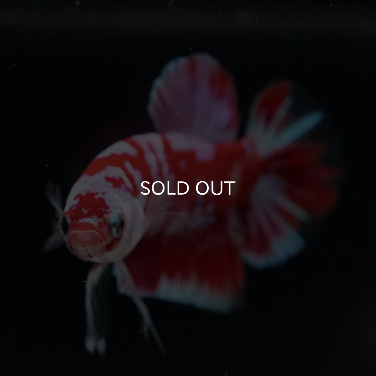 画像6: HMPK レッドギャラクシー 変わり柄 (6)