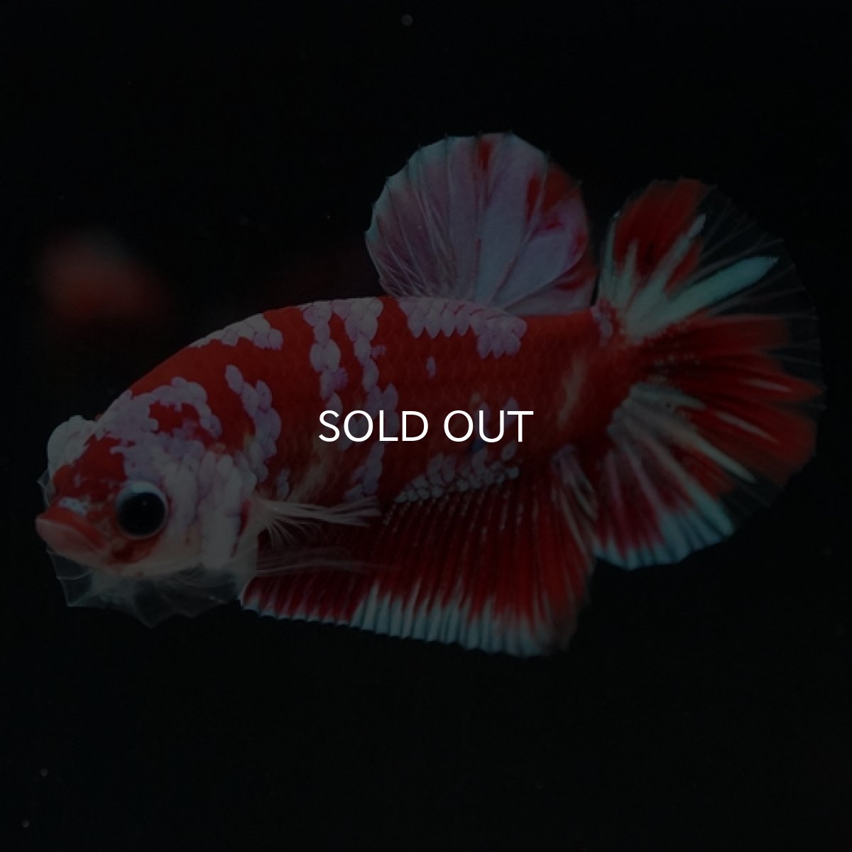 画像5: HMPK レッドギャラクシー 変わり柄 (5)