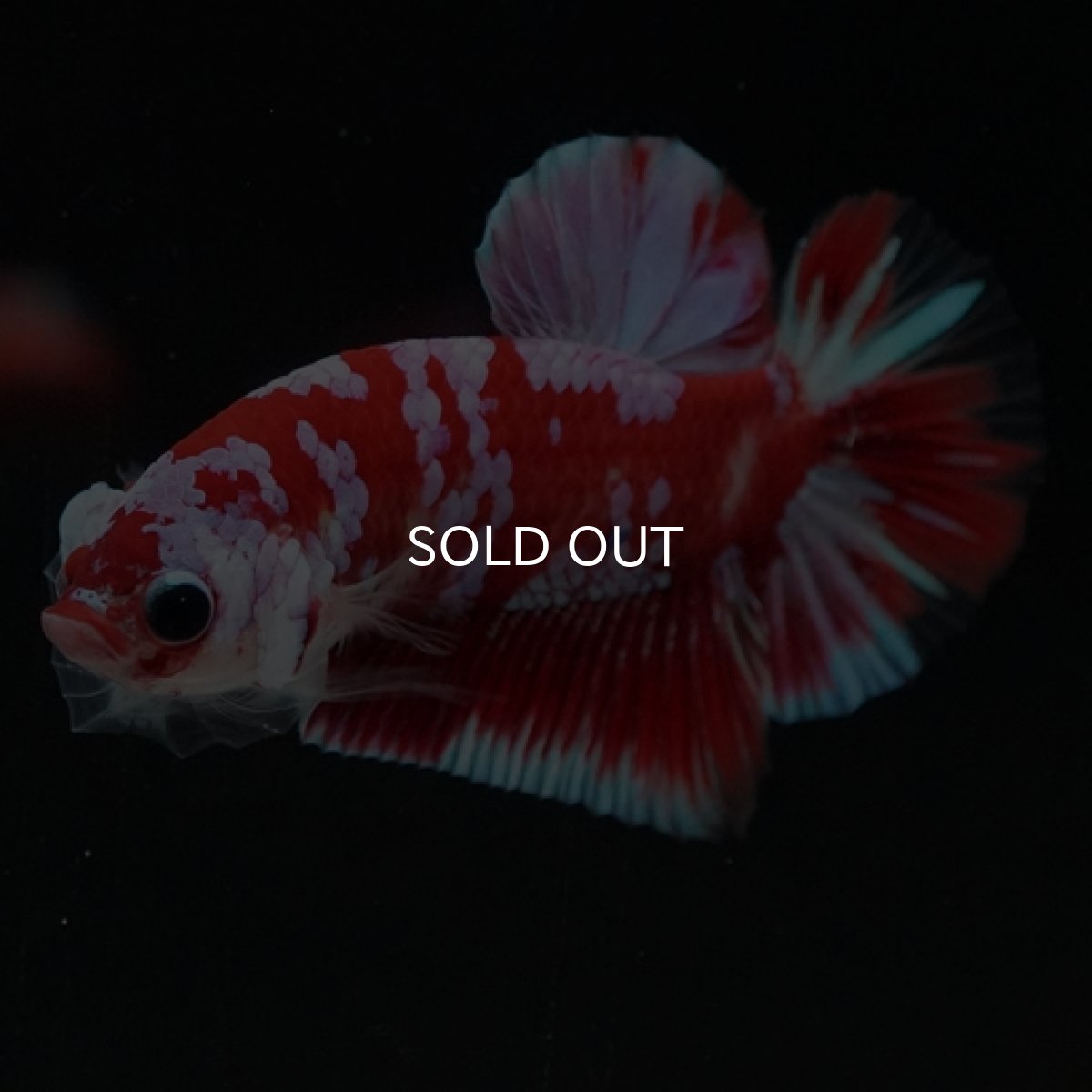 画像4: HMPK レッドギャラクシー 変わり柄 (4)