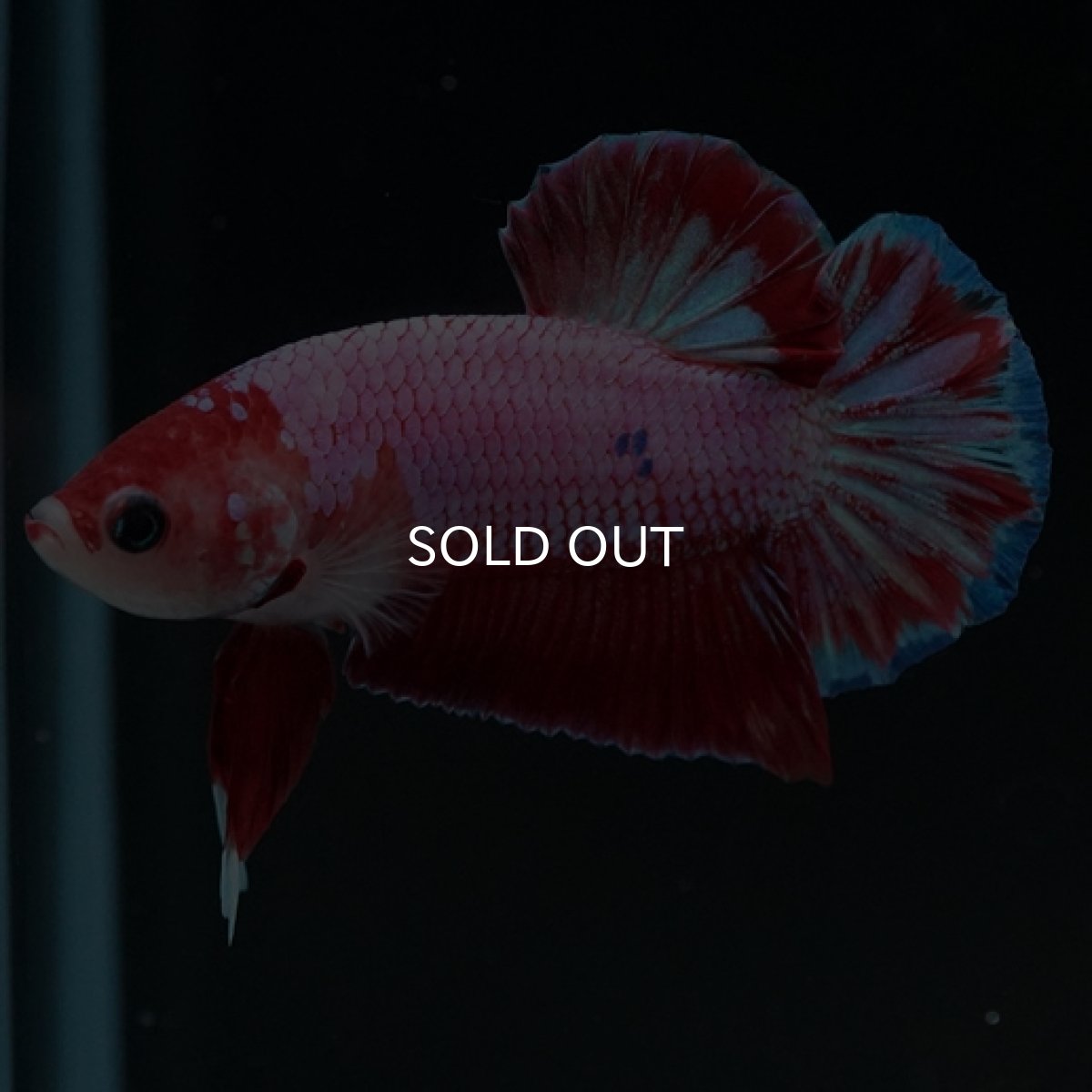 画像7: HMPK　ピンクファンシー (7)