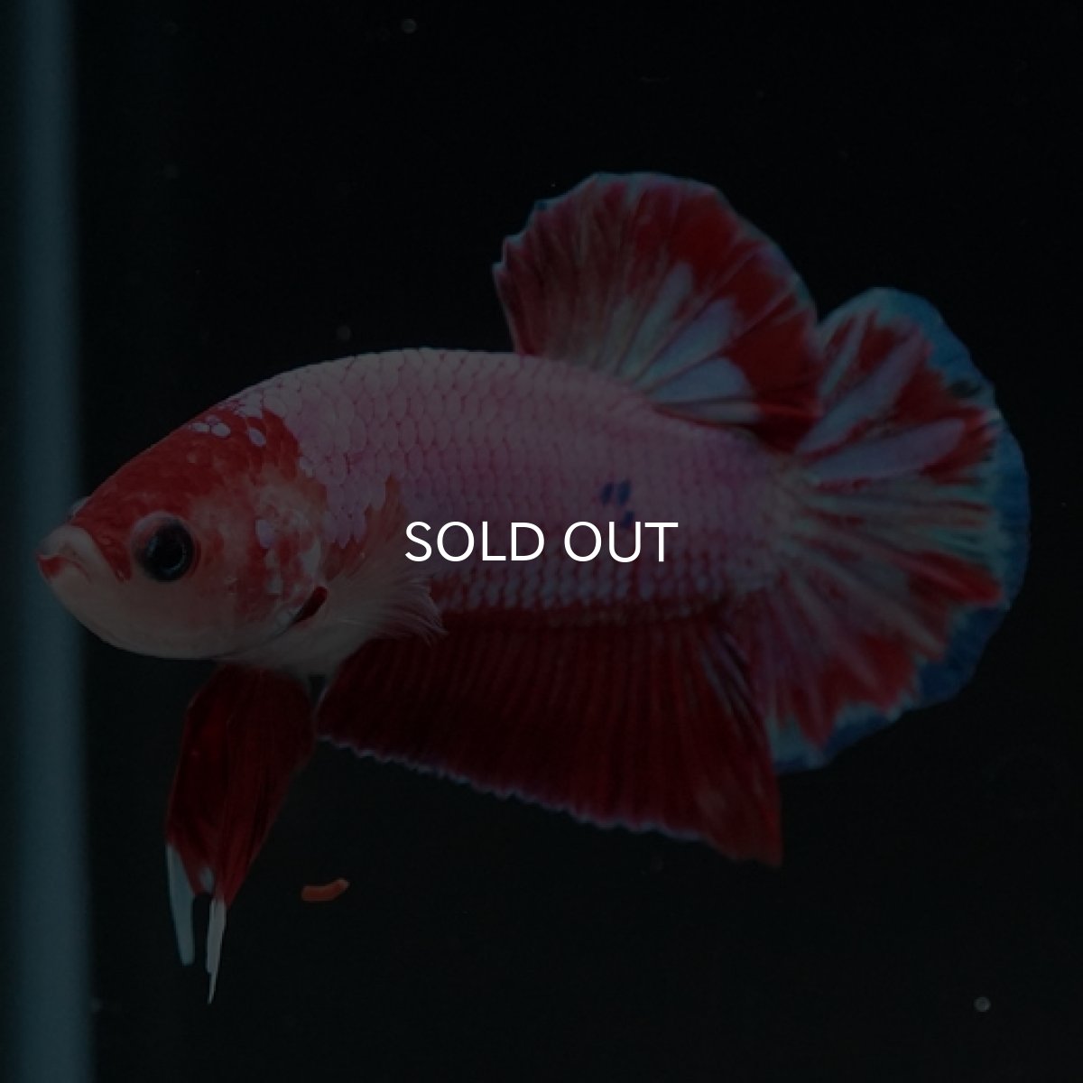 画像2: HMPK　ピンクファンシー (2)