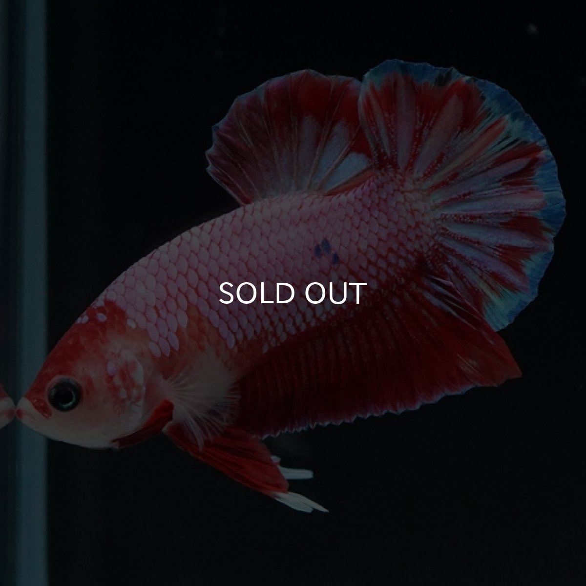 画像3: HMPK　ピンクファンシー (3)